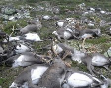 Норвезький парк усіяний сотнями трупів оленів (відео)