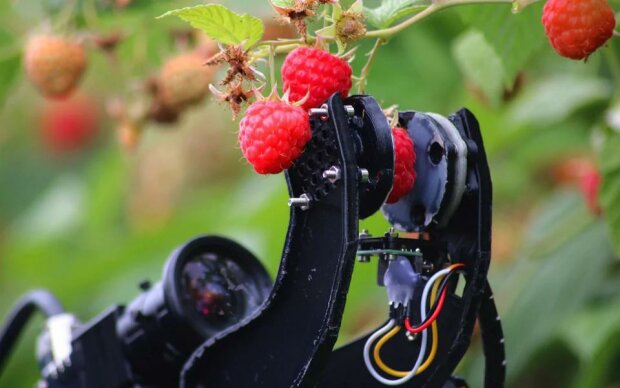 Робот-сборщик ягод, telegraph