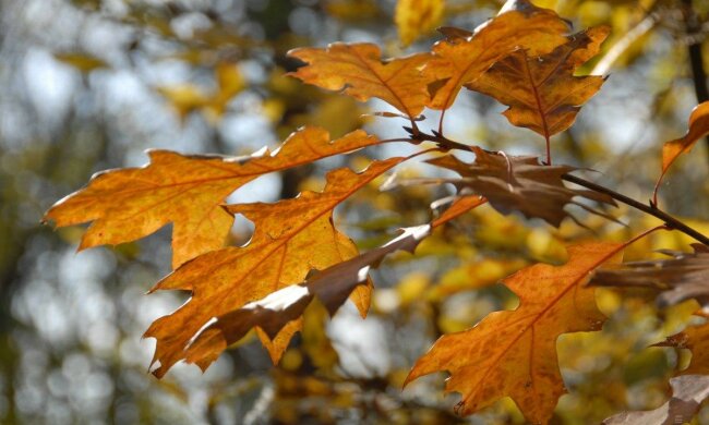 Погода на 20 ноября огорчит украинцев, повезло всего нескольким областям