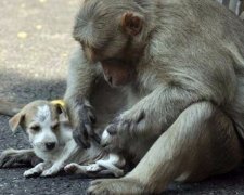 Дбайлива мавпа зворушила мережу, рятуючи цуценя