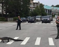 Американские полицейские остановили движение авто ради аллигатора