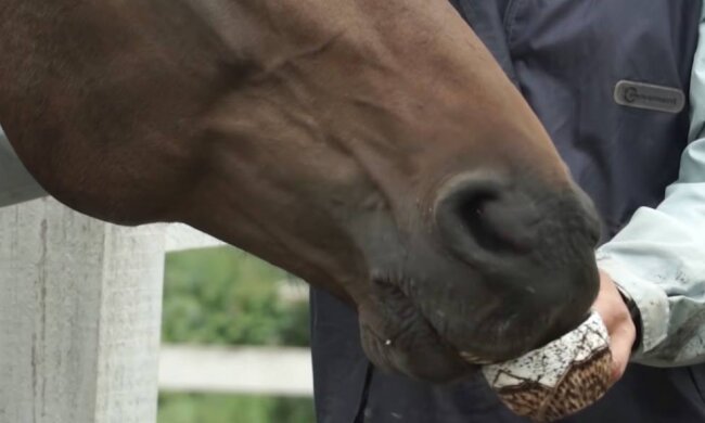Стайня, фото: скріншот з відео
