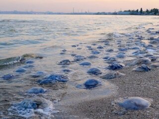 Медузы. Фото: вгороде.