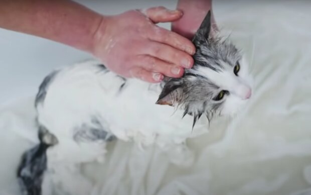 Как помыть кота. Фото: скрин youtube