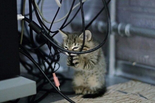 Кот с проводами, скриншот