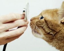 Ветеринари склали рейтинг котячих хвороб