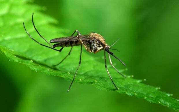 Зоологи нашли равнодушных комаров