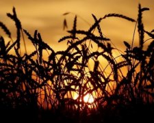 Акції найбільших агропідприємств виставлять на продаж