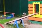 У Харкові ворона-спортсменка обкатала гойдалки замість дітей