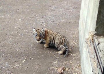 У пары амурских тигров из Одесского зоопарка родился детеныш, фото Facebook