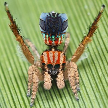 Паук M. azureus, фото Joseph Schubert