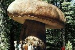 Гигантский гриб, фото: bibalex.org