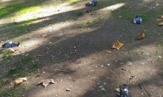 Сочі накрило дощем із мертвих птахів