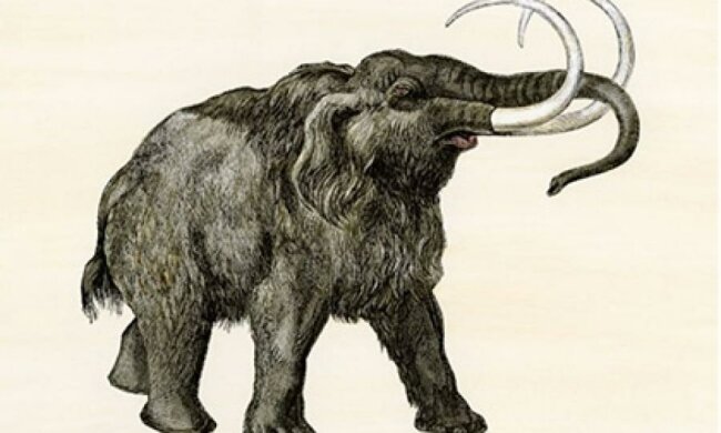 Вчені дали надію на воскресіння мамонтів