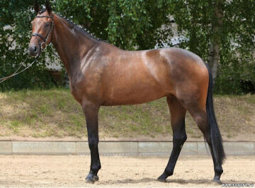 Ганноверский жеребец