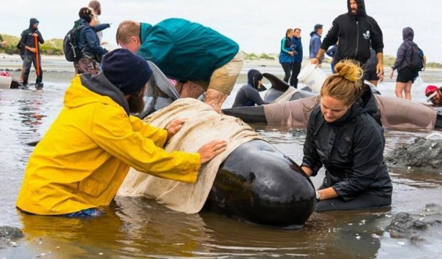В сети показали кадры с места массового самоубийства китов