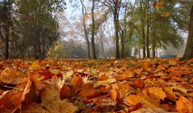 Осень украсила Одессу яркими цветами и мистическим туманом (фото)