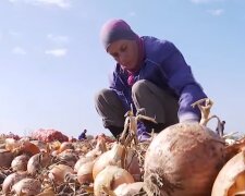 Франковчане могут остаться без лука - забудьте о борщах и салатах, все плохо