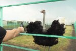 Страусы в Роздоле, фото YouTube
