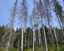 Украина теряет карпатские леса