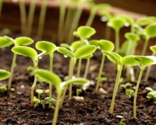 Німці навчать рослини самодисципліні