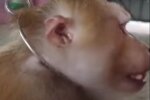 Издевательство над обезьяной, скриншот видео