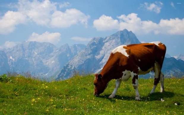 Соцопрос в США: коричневые коровы дают шоколадное молоко