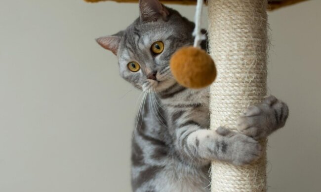 На щастя, є багато способів утримати кішку від подряпин в будинку.
