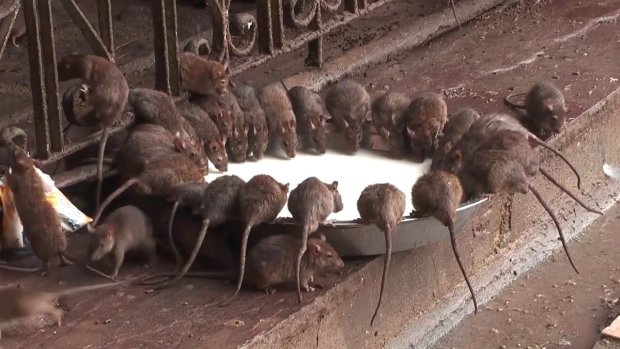 Любимую страну украинских заробитчан заполонили полчища крыс: видео