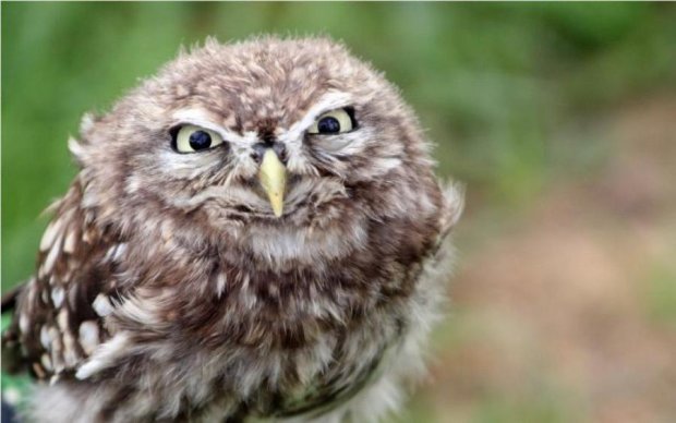 Angry birds: птиц массово косит безумие