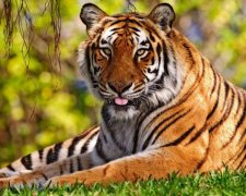 Международный день тигра 29 июля: интересные факты, о которых вы точно не знали