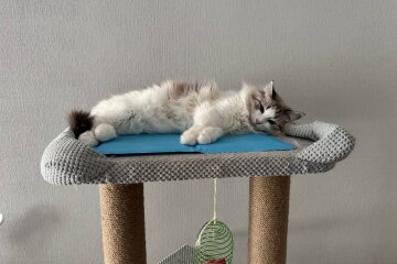Котик, зображення: Знай.ua