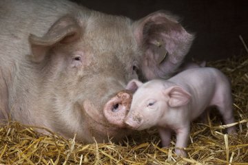 Одни из первых: как человечество одомашнило дикого кабана