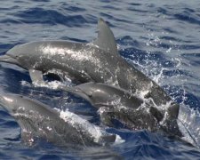 Дельфіни втекли від окупантів в українські річки