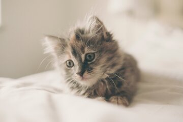 кошеня, фото pxhere