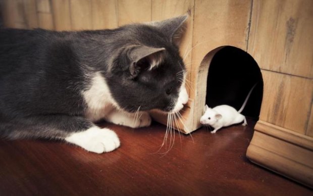 Том и Джерри: мышь проучила дерзкого парня и его кошку