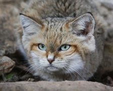 Камеры в Эмиратах зафиксировали редчайшее животное (ФОТО)