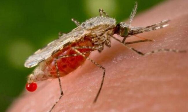Насекомые спасут человечество от малярии

