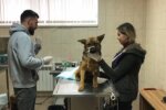Бідолашний собака застряг головою у пластиковій пляшці і ледь не загинув від голоду: як визволяли пухнастика