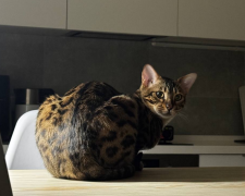 Котик, фото: Знай.ua