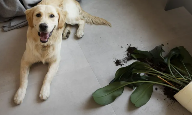 Кімнатні рослини та собаки