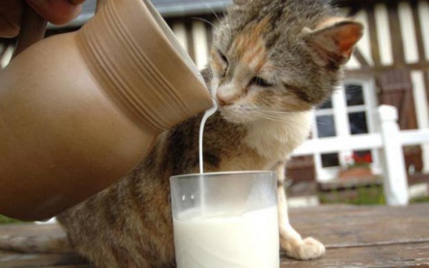 Даже взрослым: пять причин пить молоко каждый день