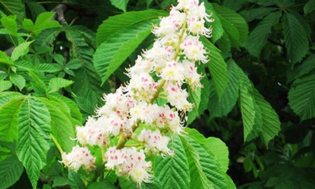 Родзинка в горішку: святкуємо ювілей головних символів Києва