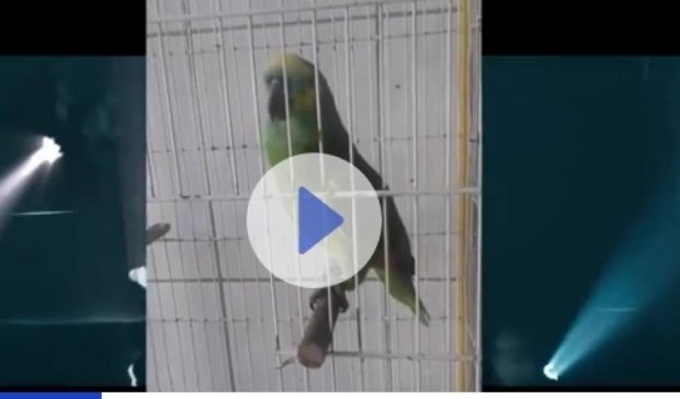 Папуга переспівав знамениту пісню Ріанни і Емінема