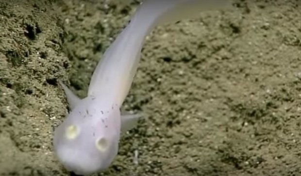 На дне Тихого океана засняли редчайшую рыбу-призрака