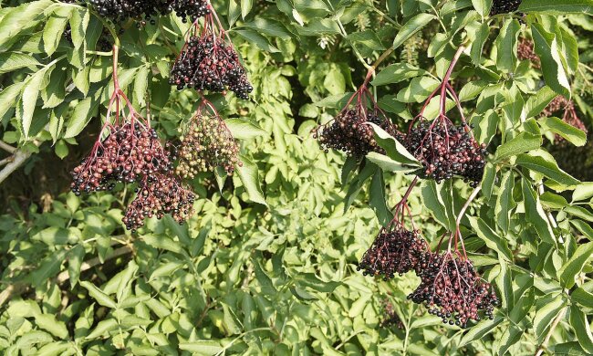 Куст бузины изображение