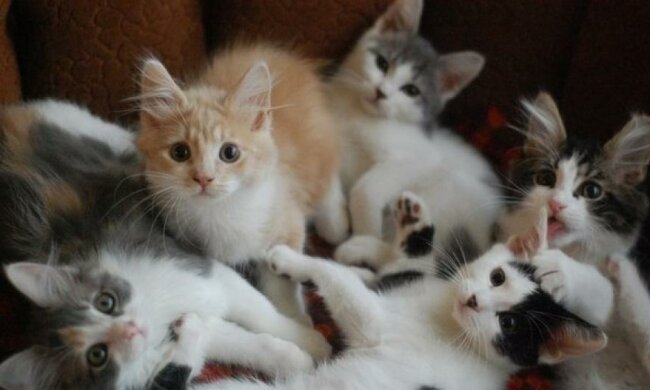 Україна на другому місці за кількістю котів на людину