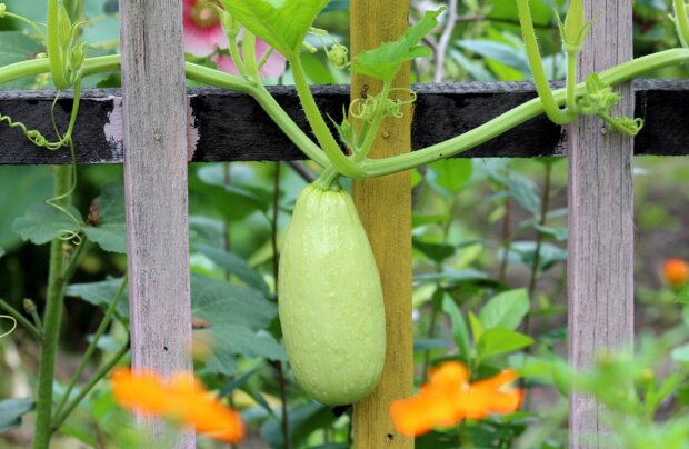 Как вырастить кабачки на зависть соседу: секреты огородника