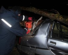 Упавшее дерево едва не убило трех людей (фото)