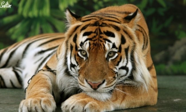 Фотосесія туристки закінчилася нападом тигра